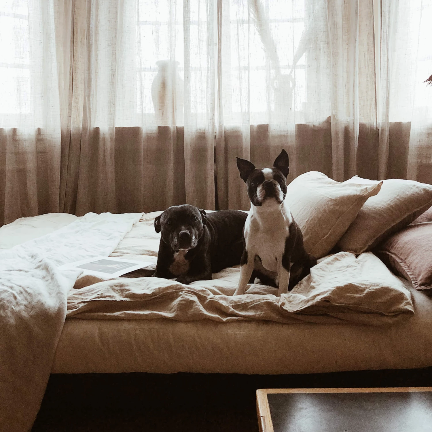 Banquette Ajustable FRESH En Pin Massif Blanc Avec Matelas Futon 140x200 10 Banquette Ajustable FRESH En Pin Massif Blanc Avec Matelas Futon 140x200 – Image 8